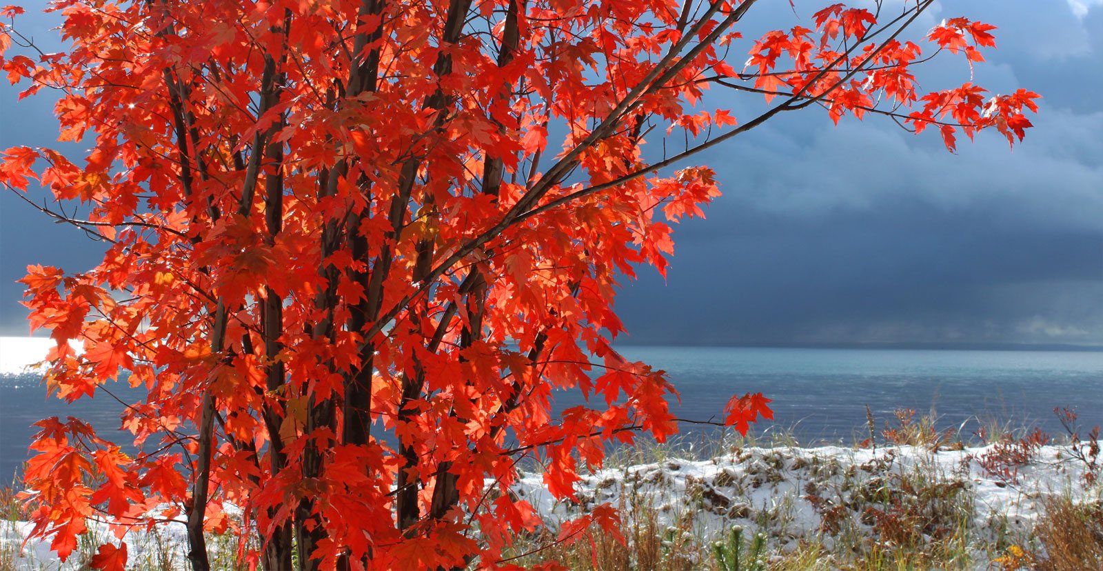 Maple leaves in Lake Superior