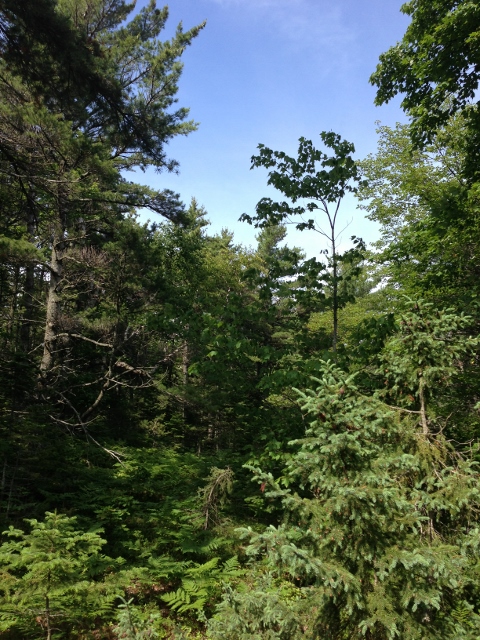 IMG_1303 (480x640)