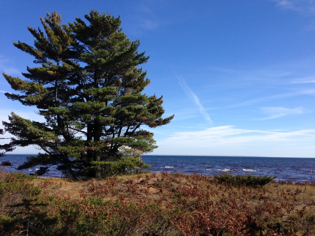 Whitefish Point Image - Superior Shores Realty