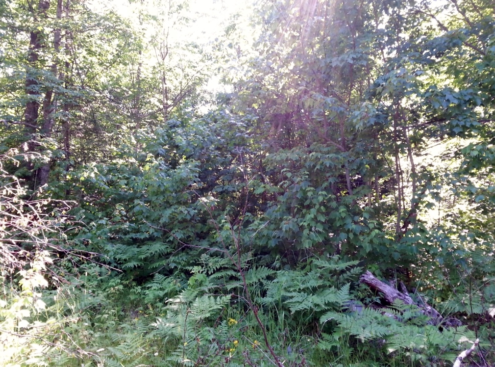 20150723_171224 (1024x768)