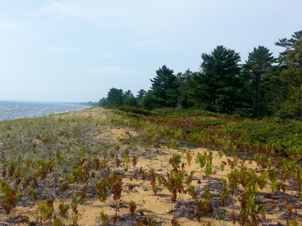 20150906_113403 (1024x768)