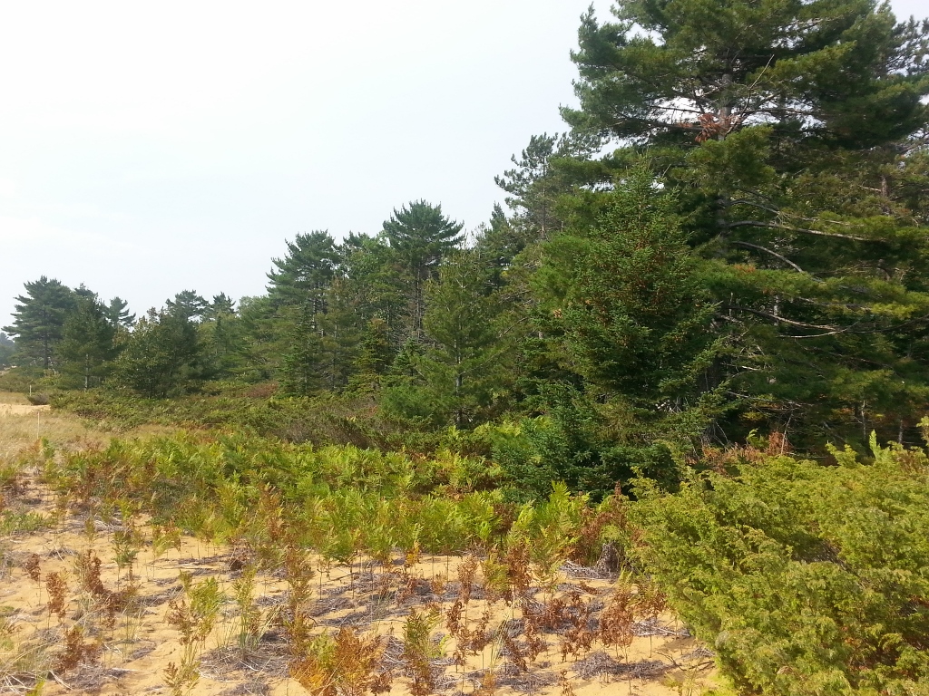 20150906_113521 (1024x768)