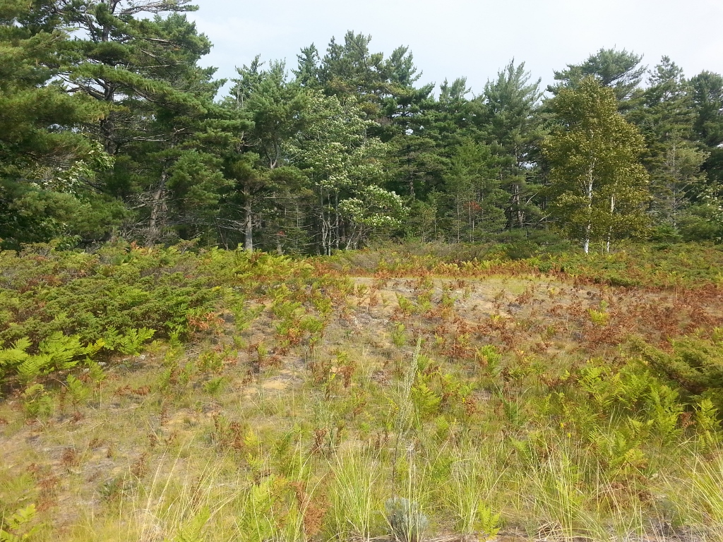 20150906_113603 (1024x768)