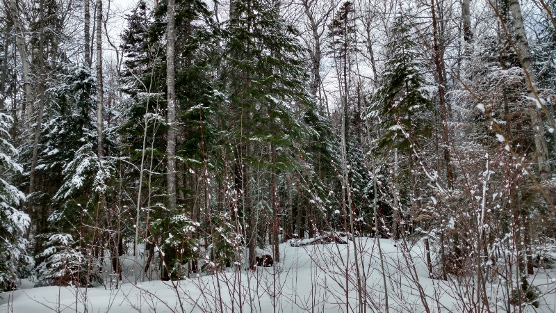 IMG_20160412_133127588_HDR (800x450)