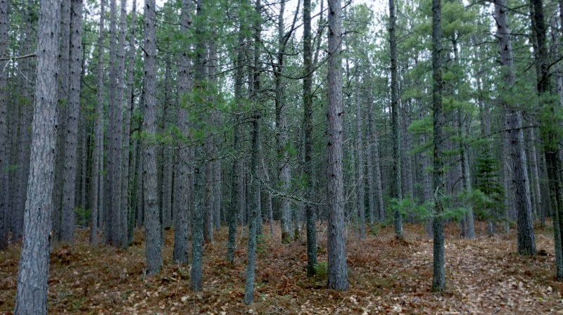130 (800x450)