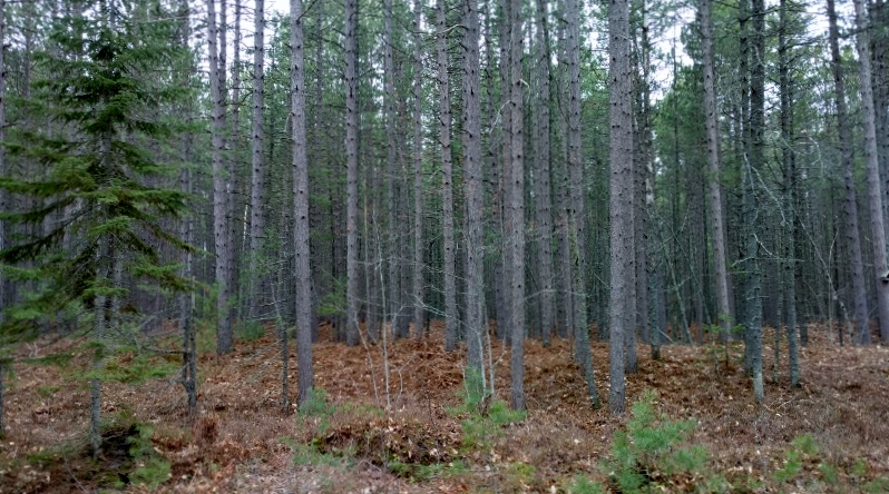 132 (800x450)