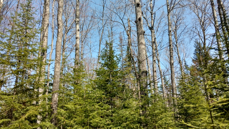 IMG_20160510_125638765_HDR - Copy (800x450)