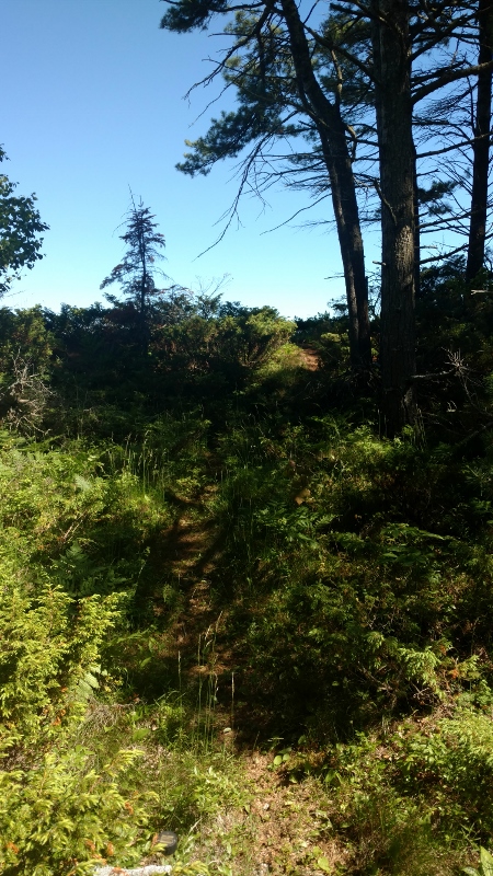 IMG_20160628_163509881 (450x800)