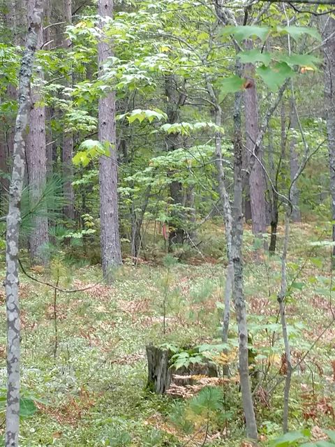 IMG_20161004_173657505 (1)