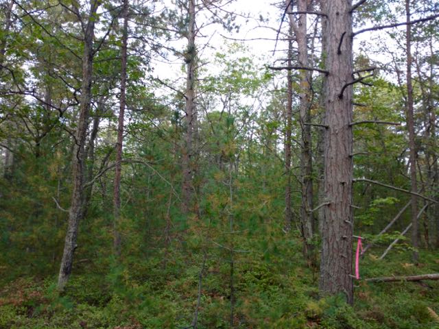 IMG_20161004_175306015 (1)