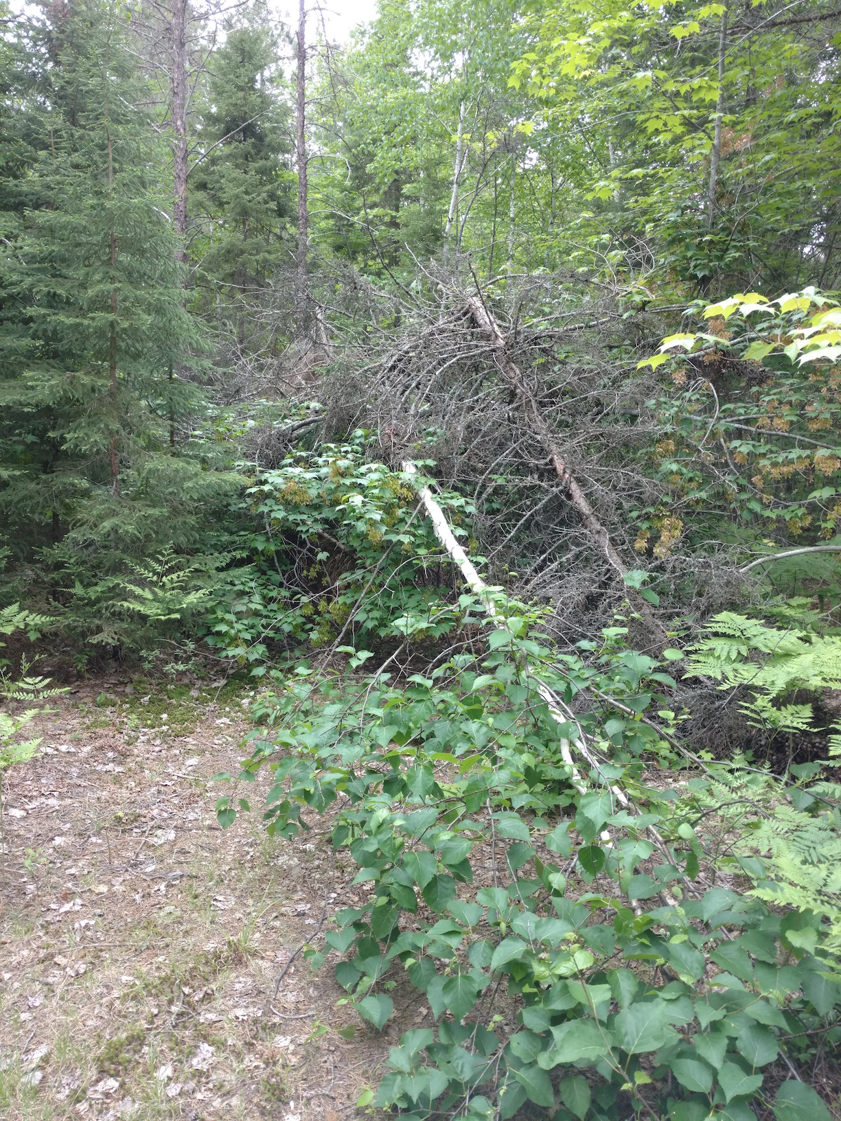 IMG_20180616_173412225