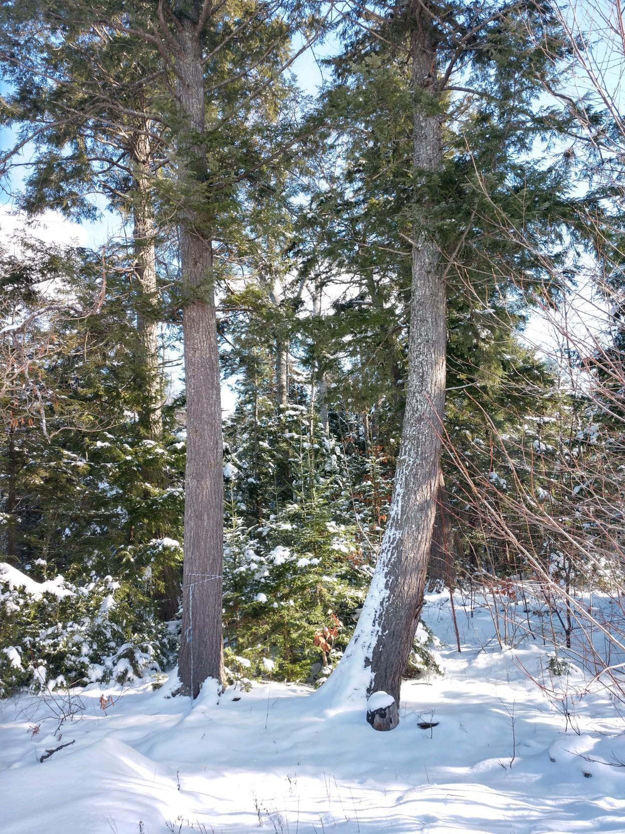 IMG95201811159513225255795HDR