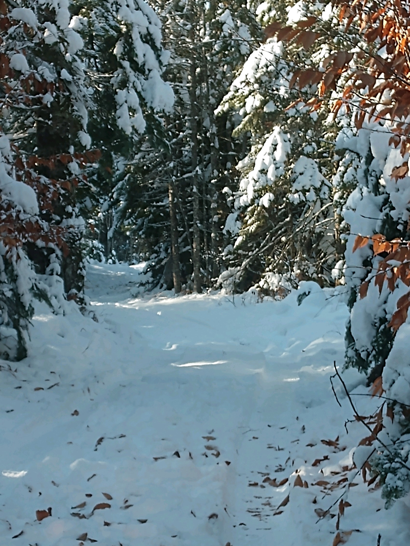 IMG_20181115_134250795