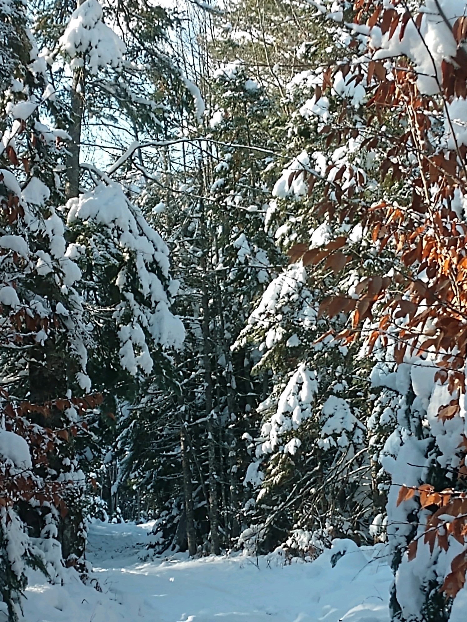 IMG_20181115_134253598