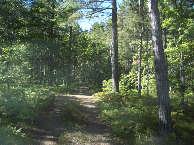 TrailIn