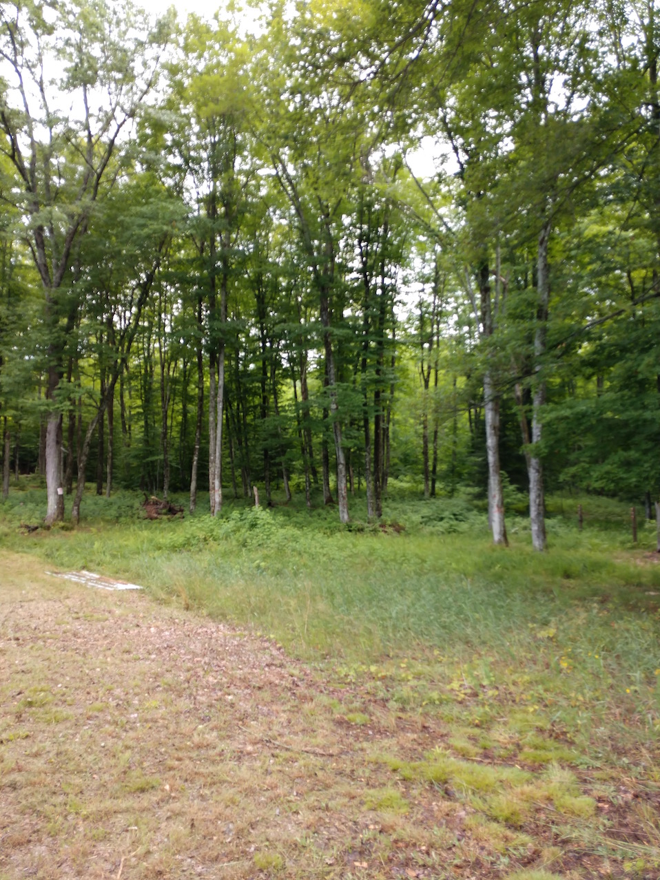 IMG_20190727_153757952