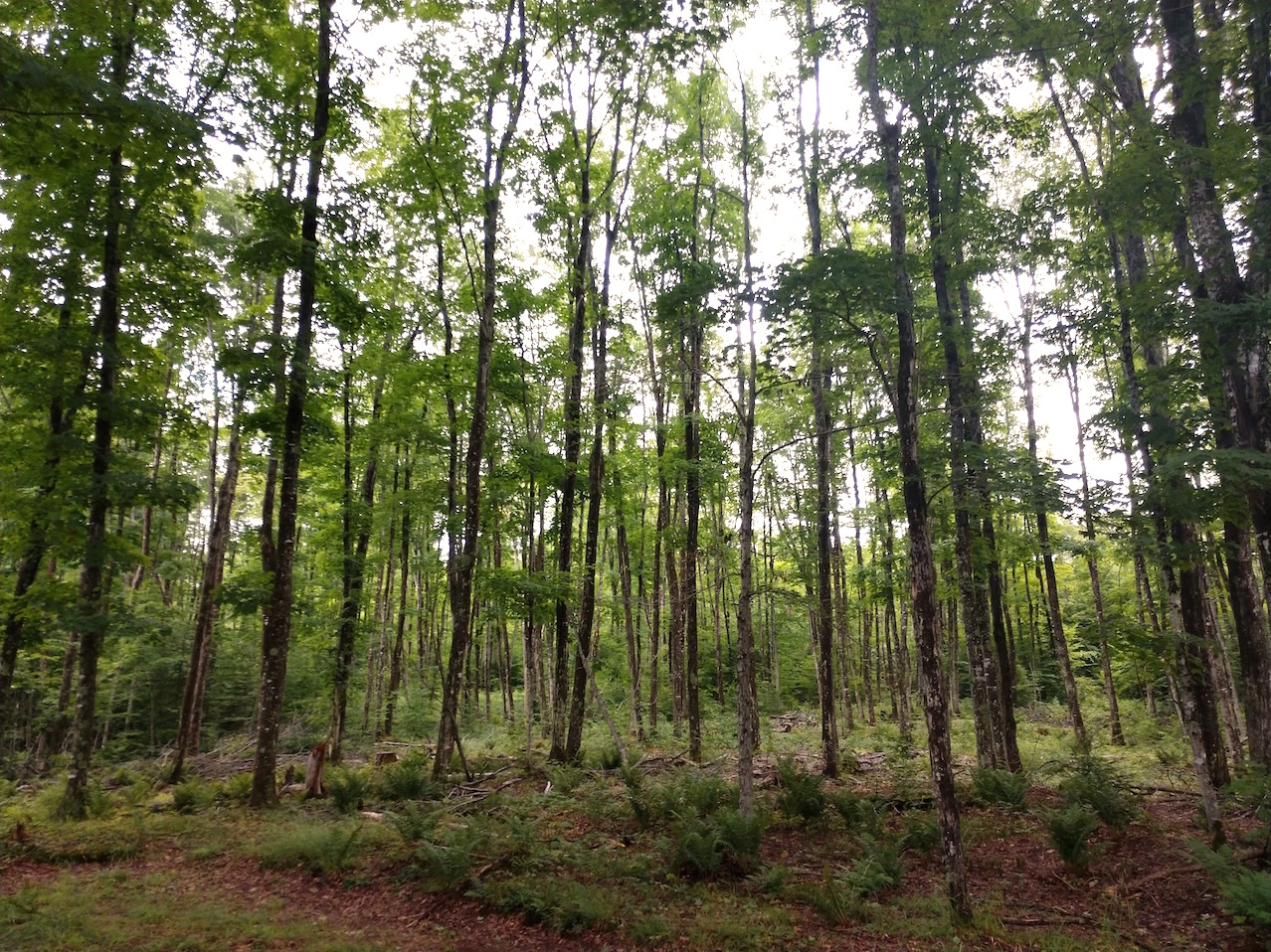 IMG_20190727_161229088