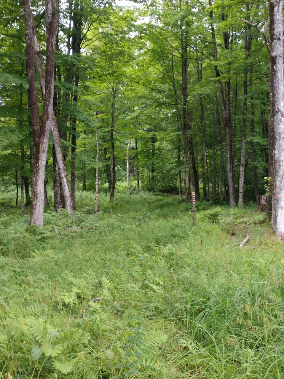 IMG_20190727_161505931