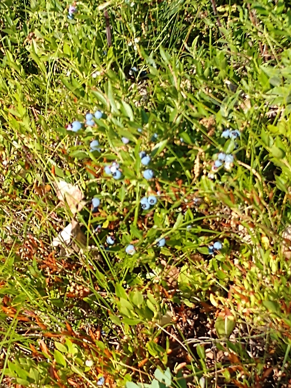 IMG_20190730_084611947